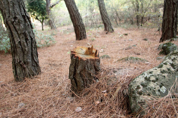 How Our Tree Care Process Works  in  Sutton Alpine, AK