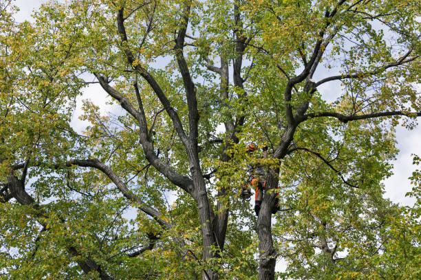 Sutton Alpine, AK Tree Removal Services Company